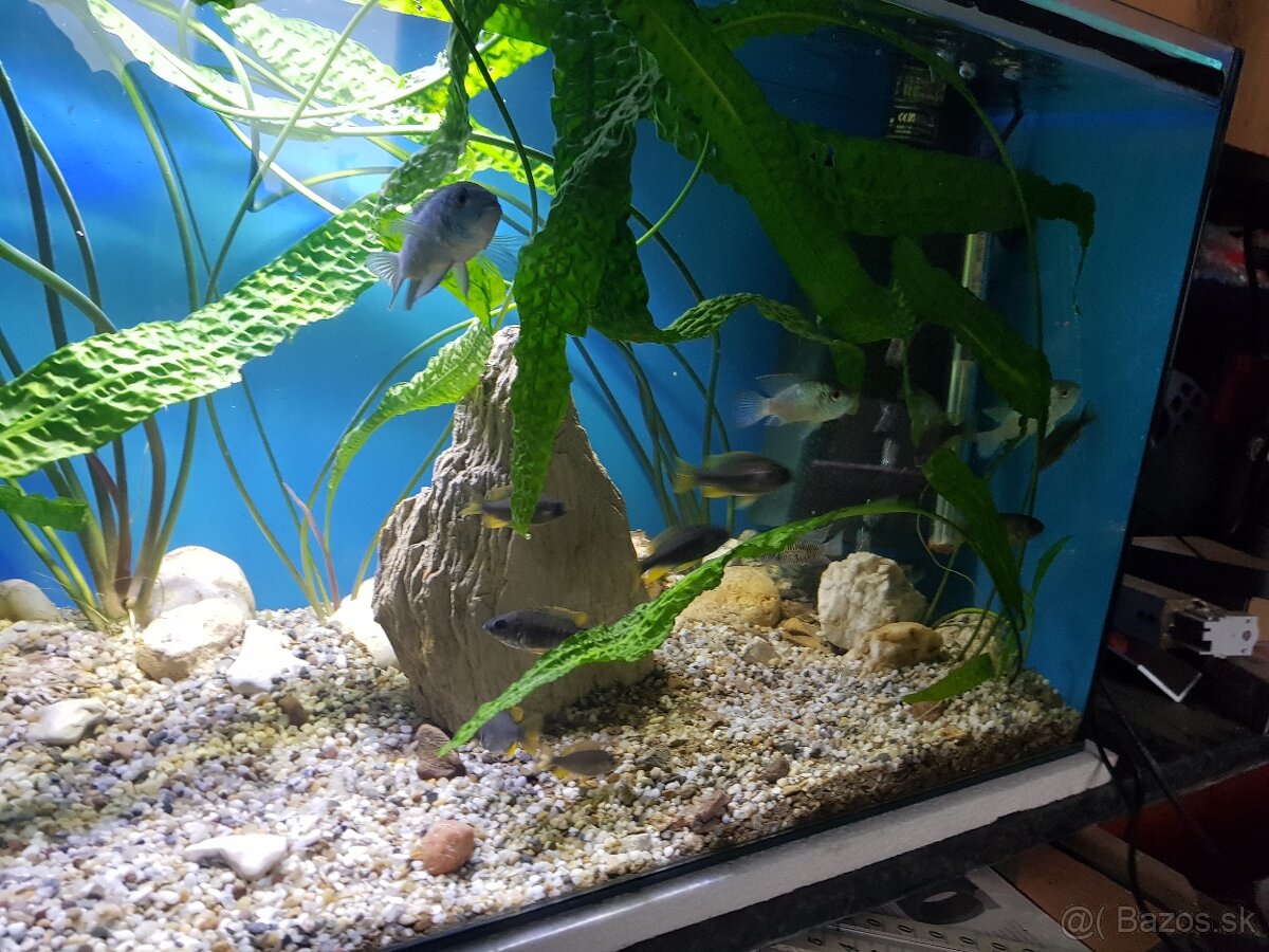 krásne zabehnuté 130 litrové akvárium - 13