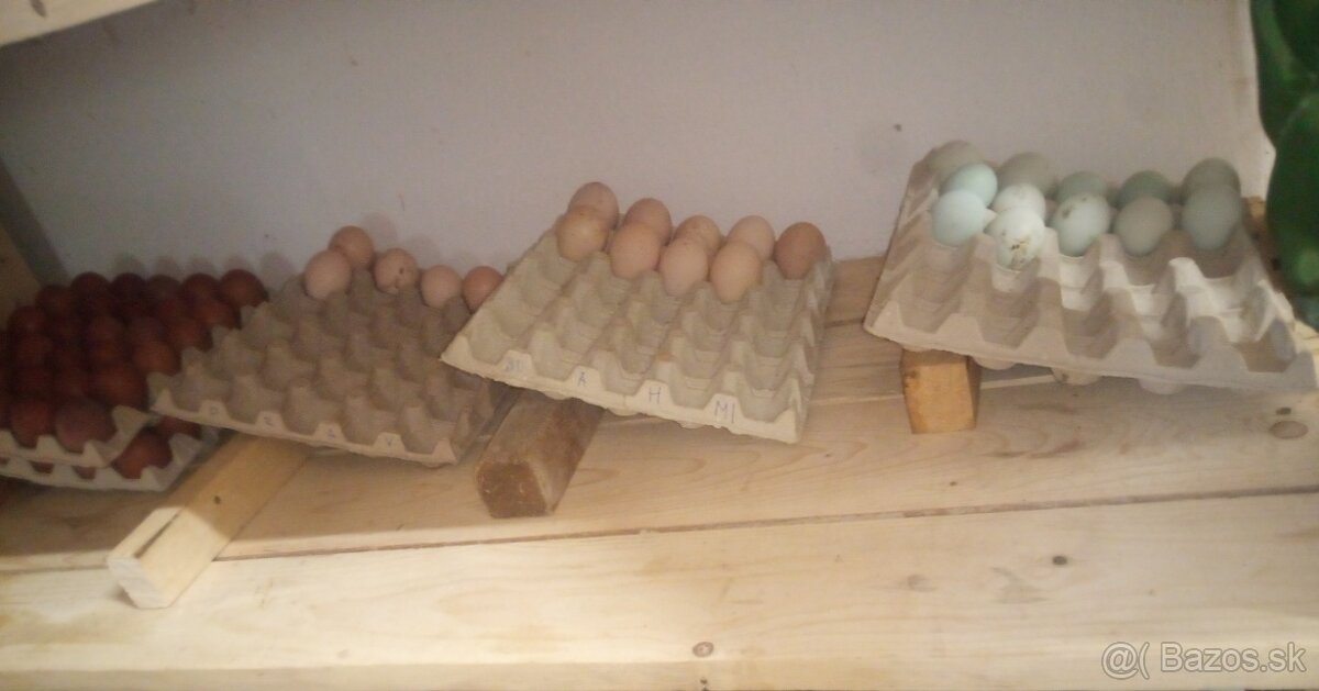 NV zelené green shell - 13