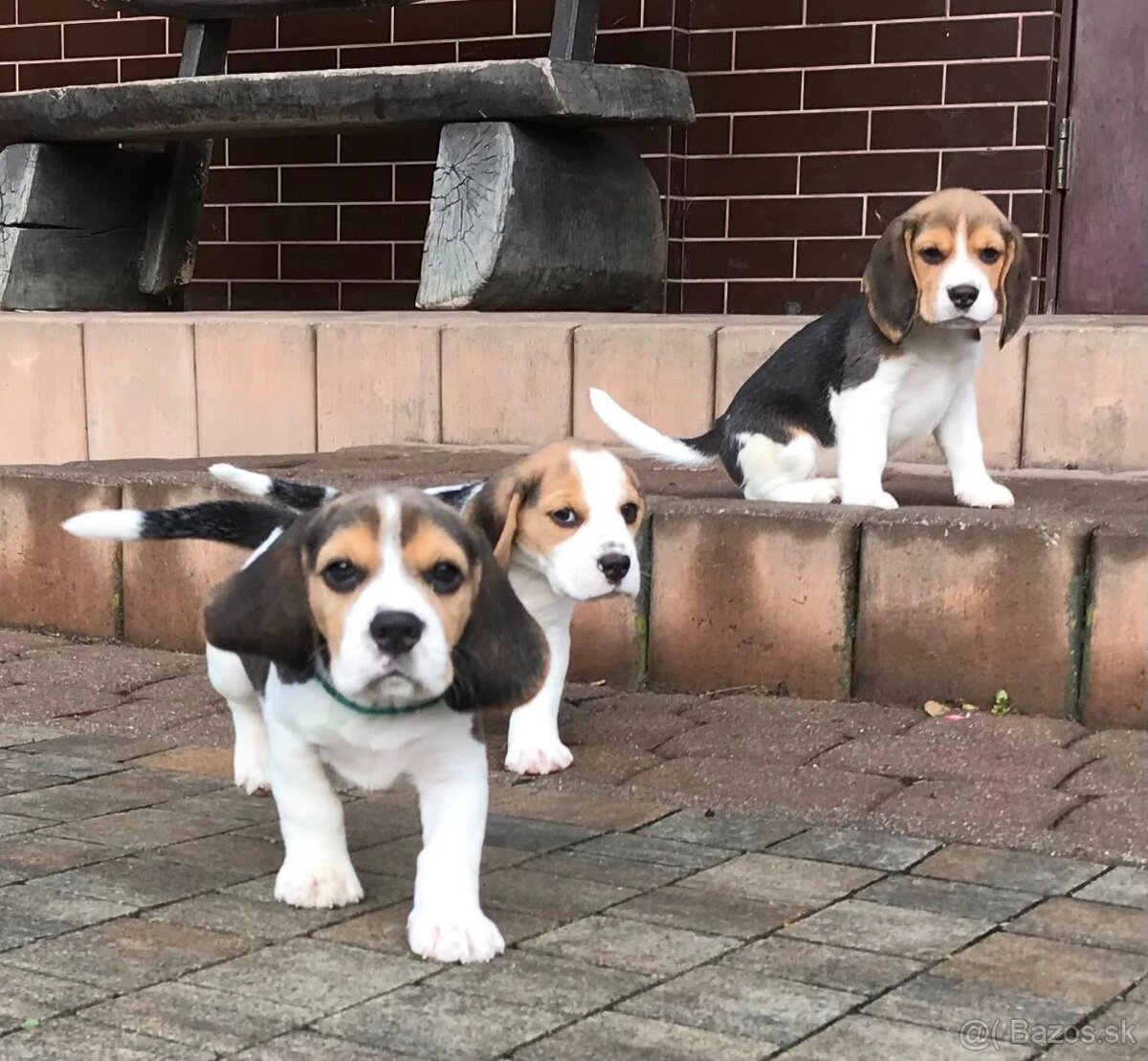 Bígel Beagle Bigl s PP FCI - 13