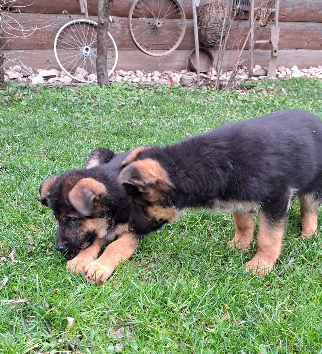 Nemecký ovčiak - šteniatka - 13