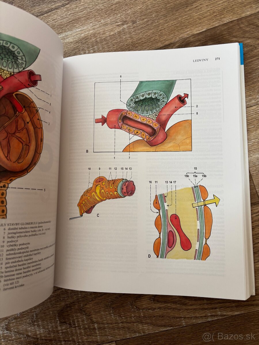 Anatomia Čihák 1,2,3 - 13