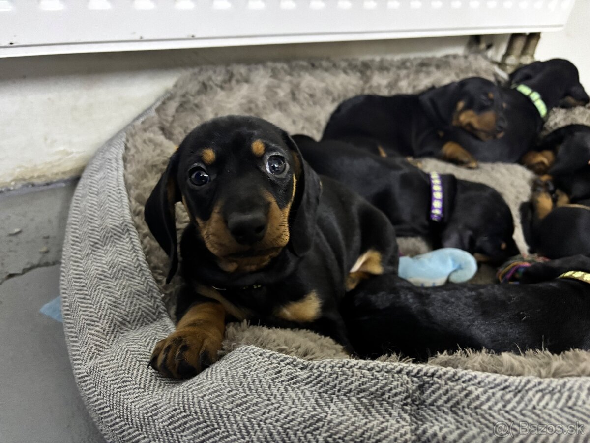 Jazvečík kratkosrstý - 13