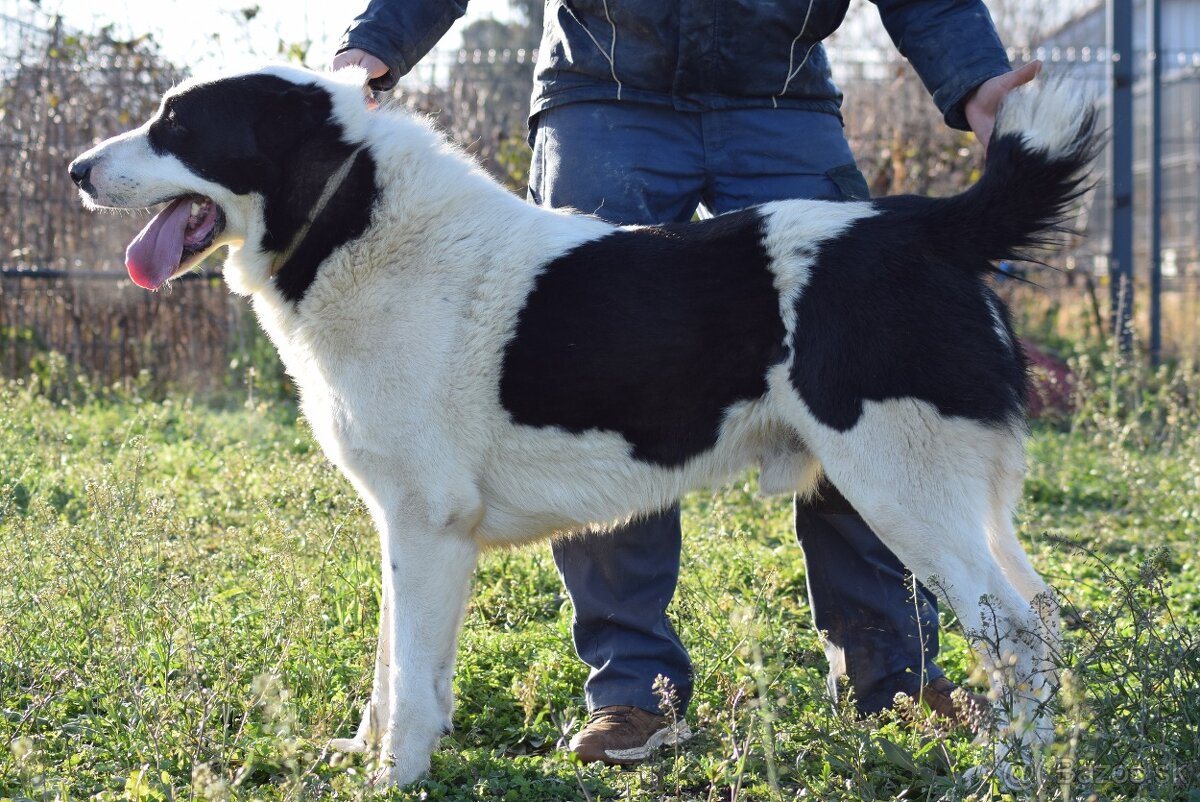 Stredoázijský ovčiak_1 - 13