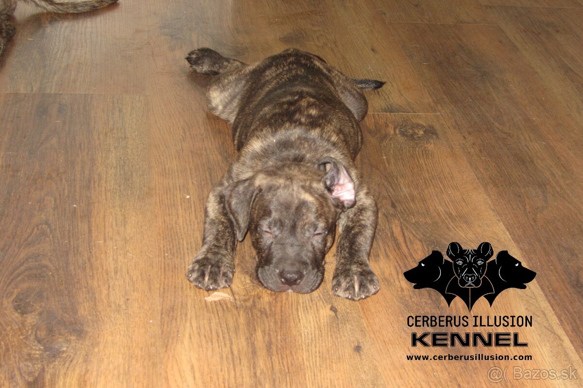 Raritné šteniatko - Uruguajský Cimarron s PP - 13