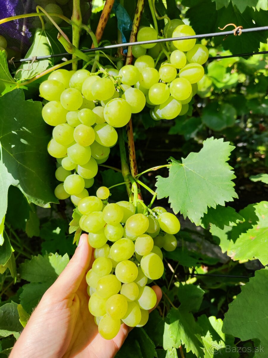 Predám sadenice viniča - 13