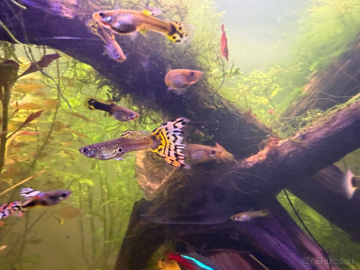 Predám Krevetky, mini ráčiky, gupky, kotúľky. - 13