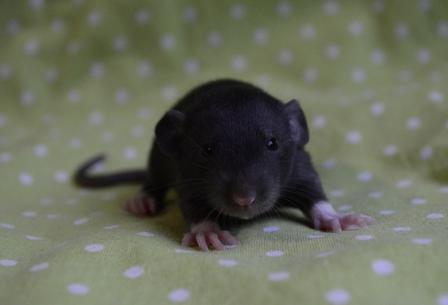 Potkaníky s rodokmeňom - rezervácie - 13