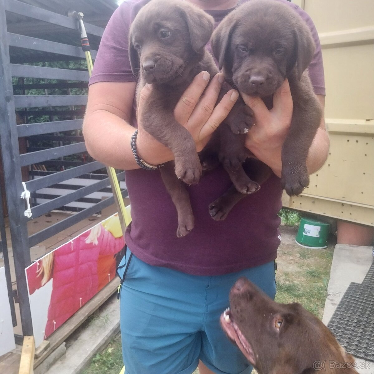Šteniatka labradora - 13