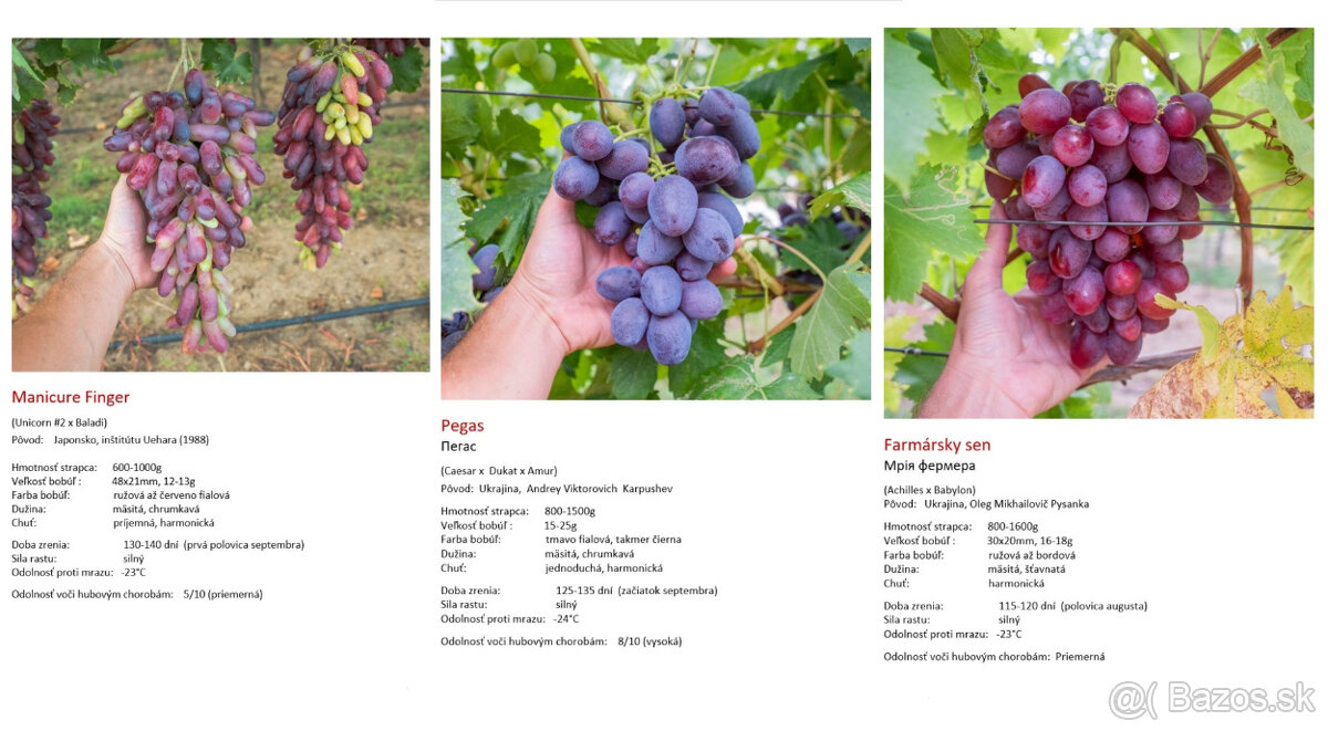 Stolový vinič - sadenice - 13