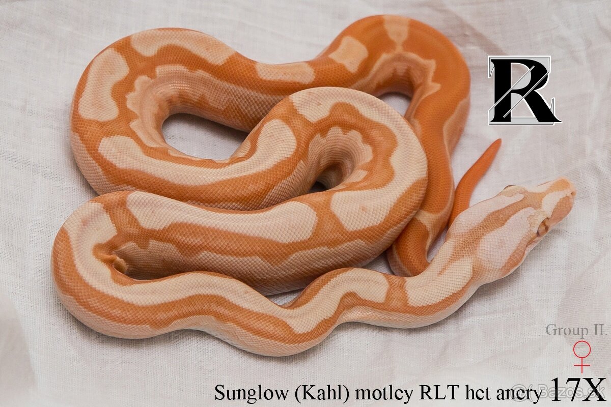 Boa constrictor - 13