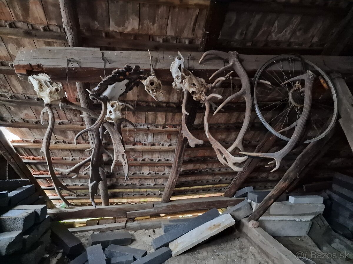 Predám Zhody, parožie,trofeje - 13