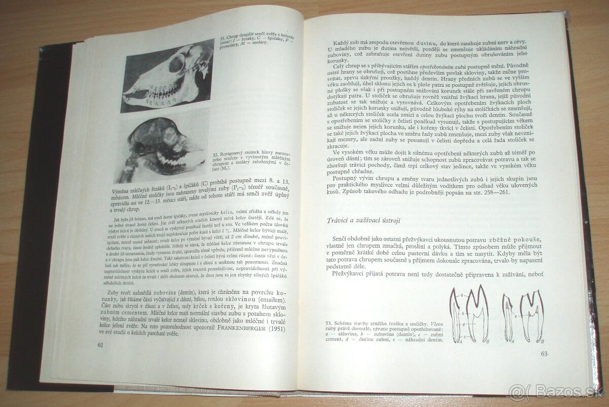 Srnčí zvěř - 13
