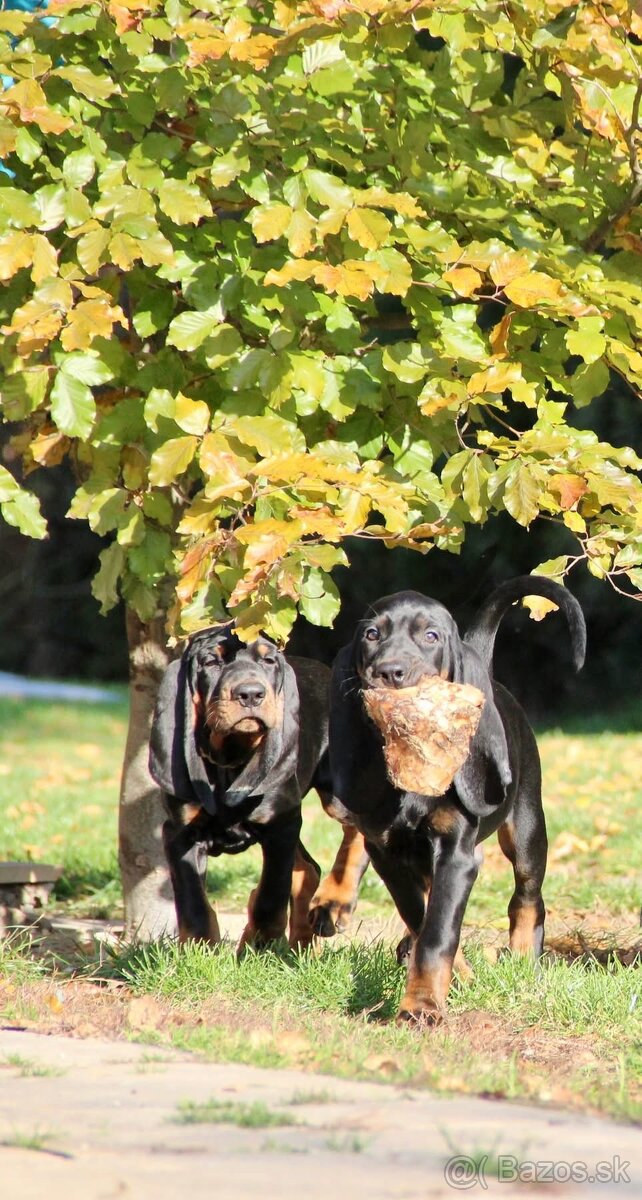 Americký mývalí pes- Black and Tan Coonhound - 13