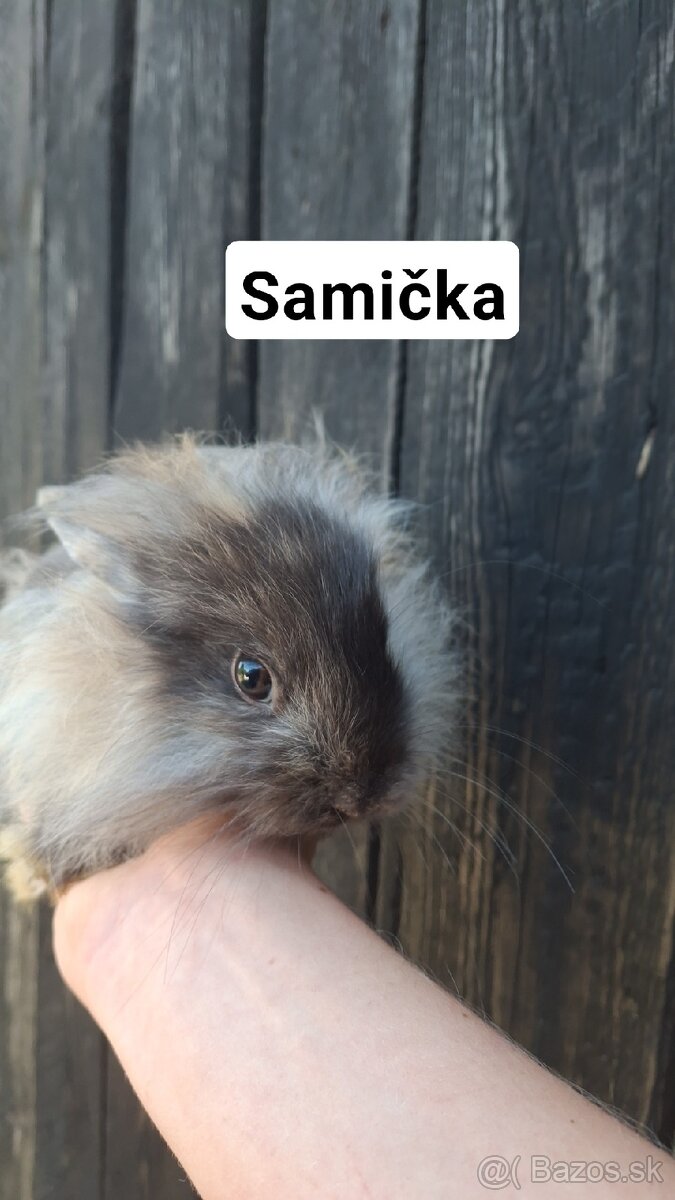 Zakrslé zajačiky - 13