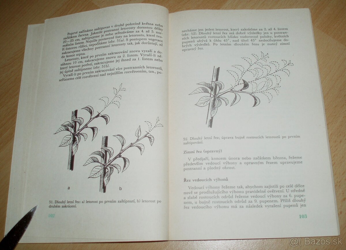 ez ovoných dřevin - 13