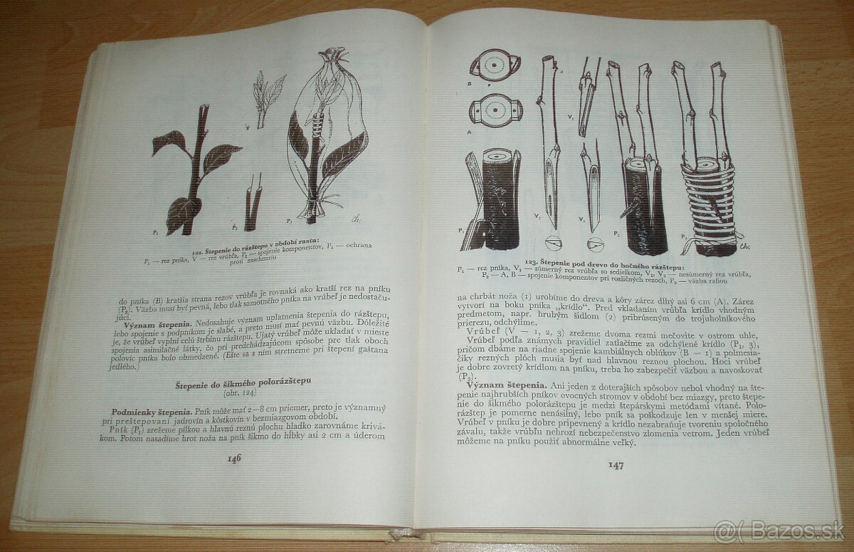 Štepenie, očkovanie a preštepovanie drevín - 13