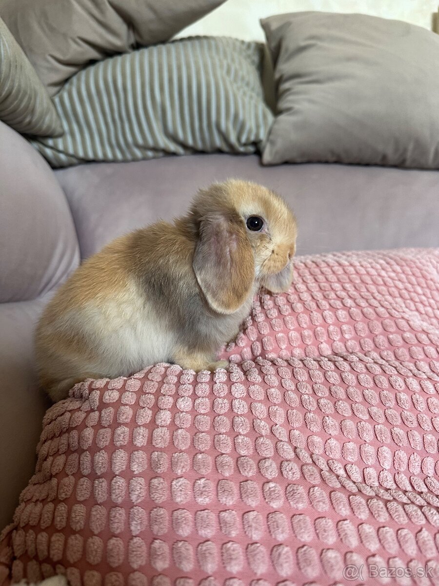 🐰🩷Minilop 🩷🐰 - 13