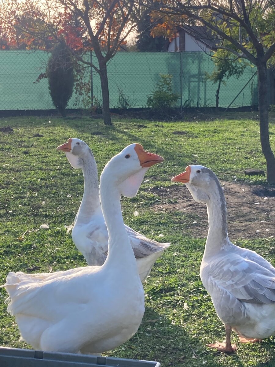 Cholmogorské husi - 13