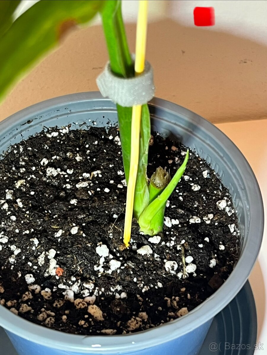 Monstera Adansonii Mint - 13