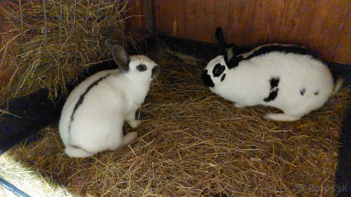 Králiky do chovu - 13