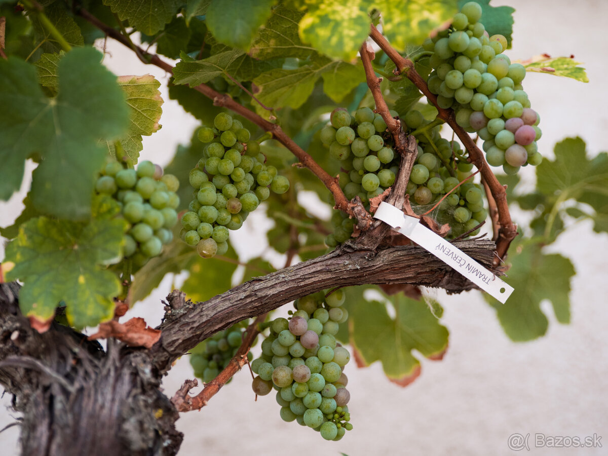 Starý vinič v kvetináči - 13