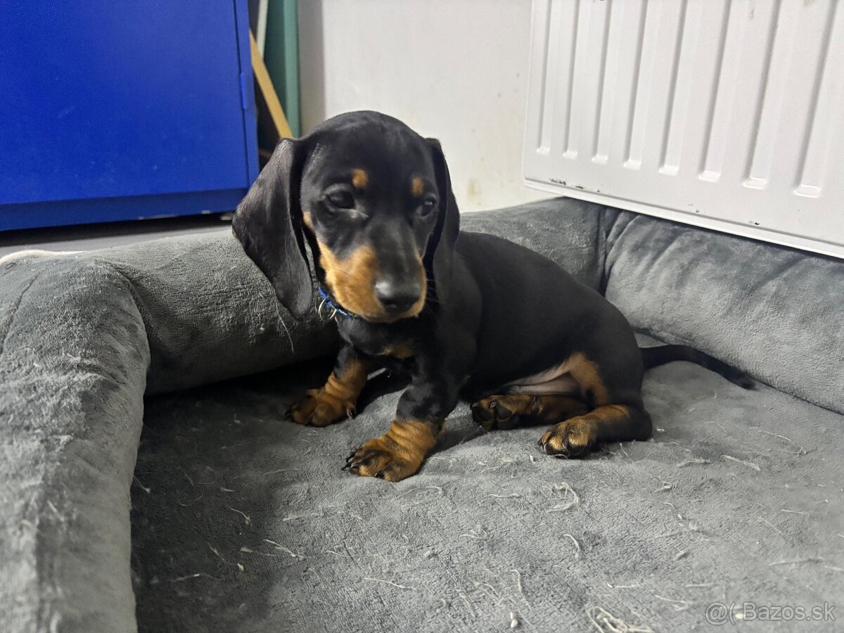 Jazvečík kratkosrstý - 13