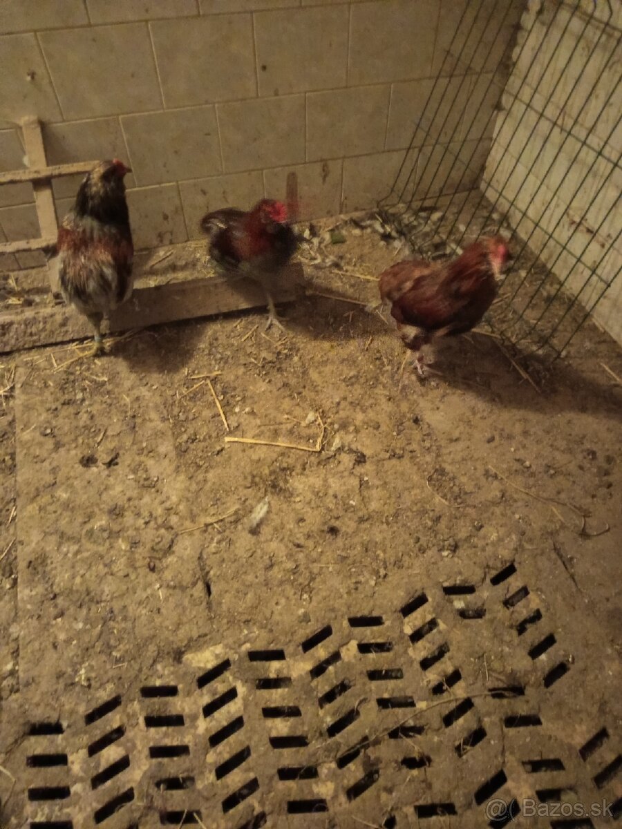 Mám na predaj kohúty Araucany. - 13