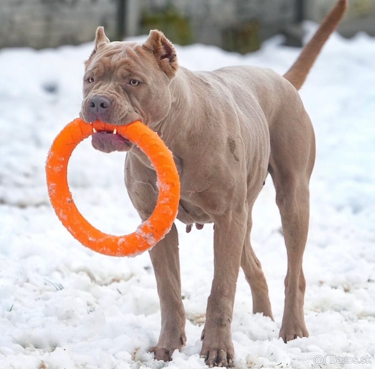 Bandog, cane corso, presa, doga, pitbull - 13