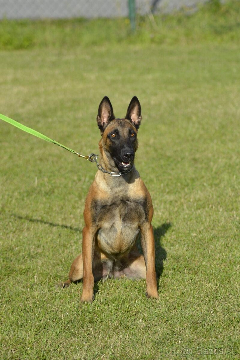 Belgický ovciak malinois - 13