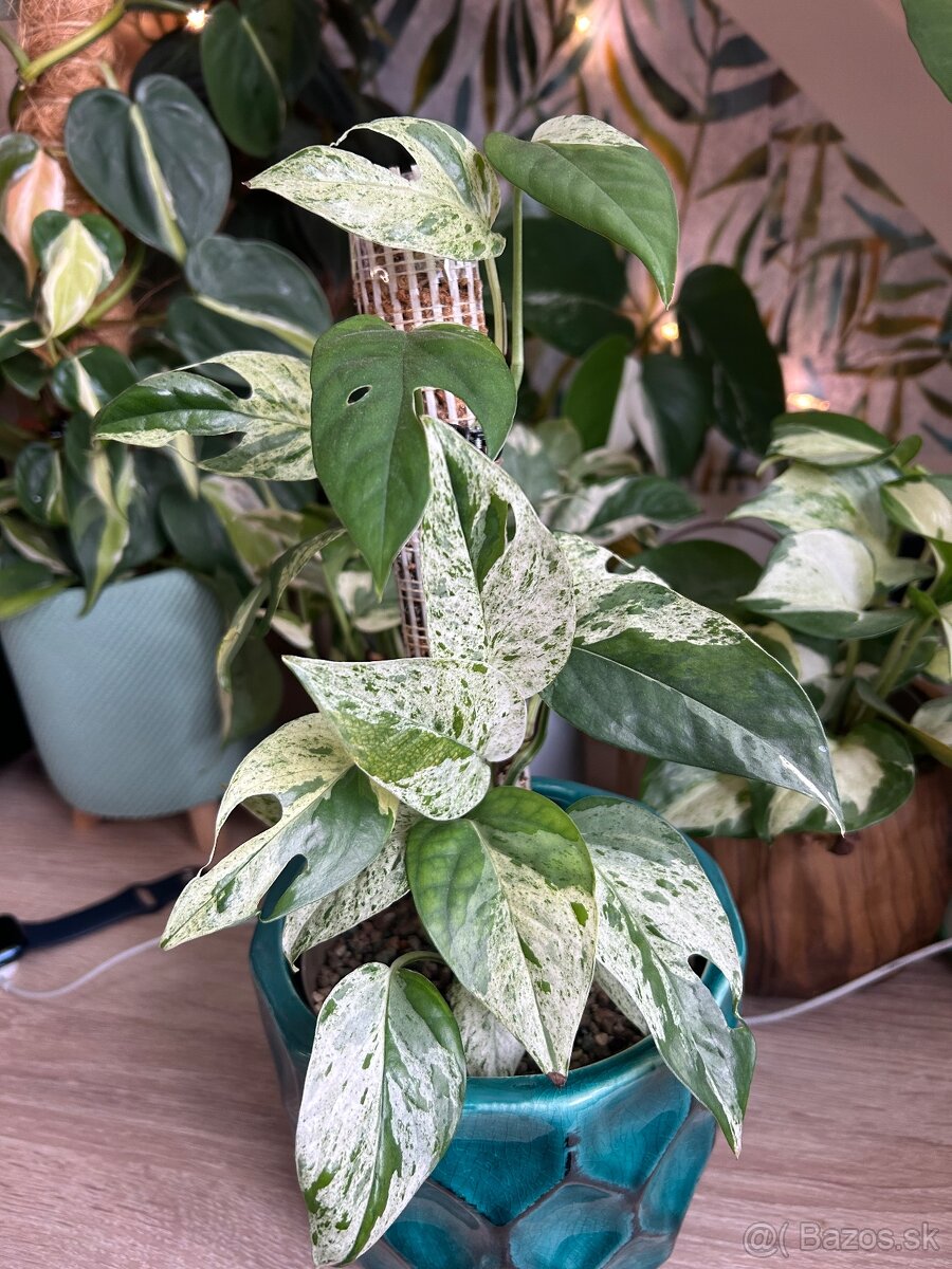 Izbové rastliny - 13