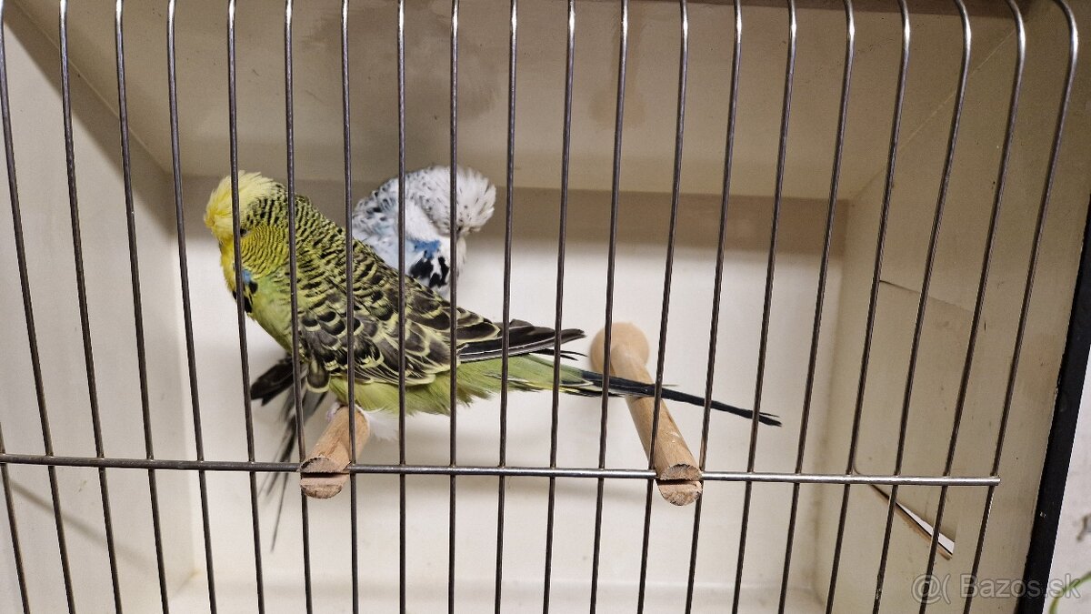 Vystavne Andulky - 13