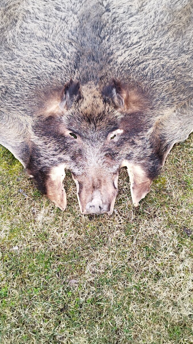 Predám vypracovanu kožu zlatého diviaka parožie zhody trofej - 13