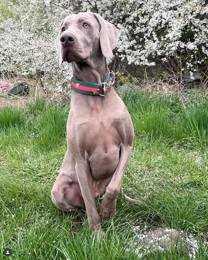 Weimarský krátkosrstý stavač - štěniatka s PP - 13