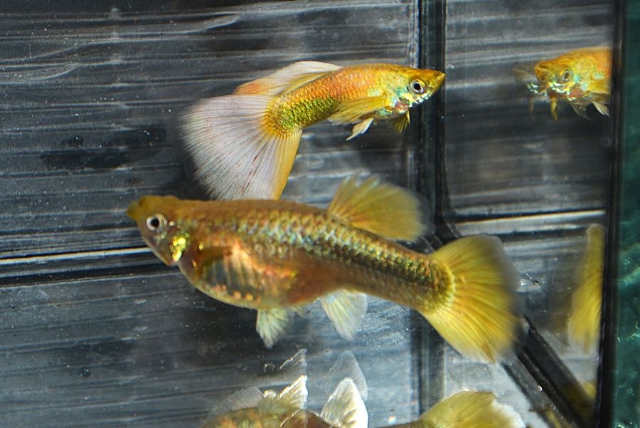 Spoločenské rybky - 13