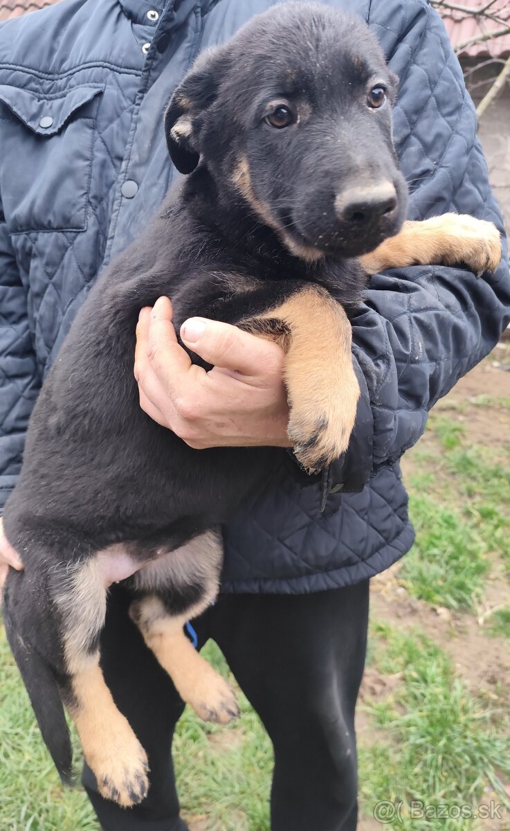 Nemecký ovčiak - 13