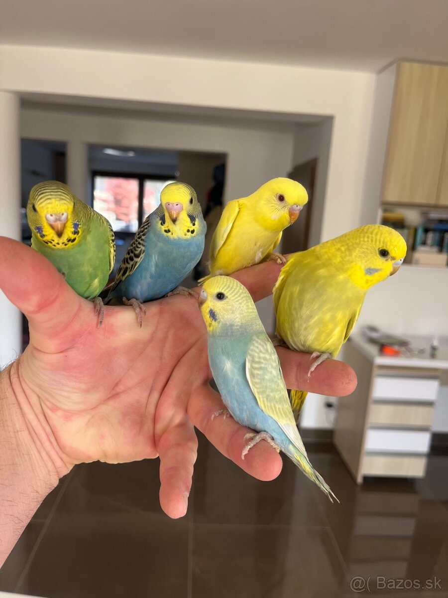 Andulka mlada Maznačik - 13