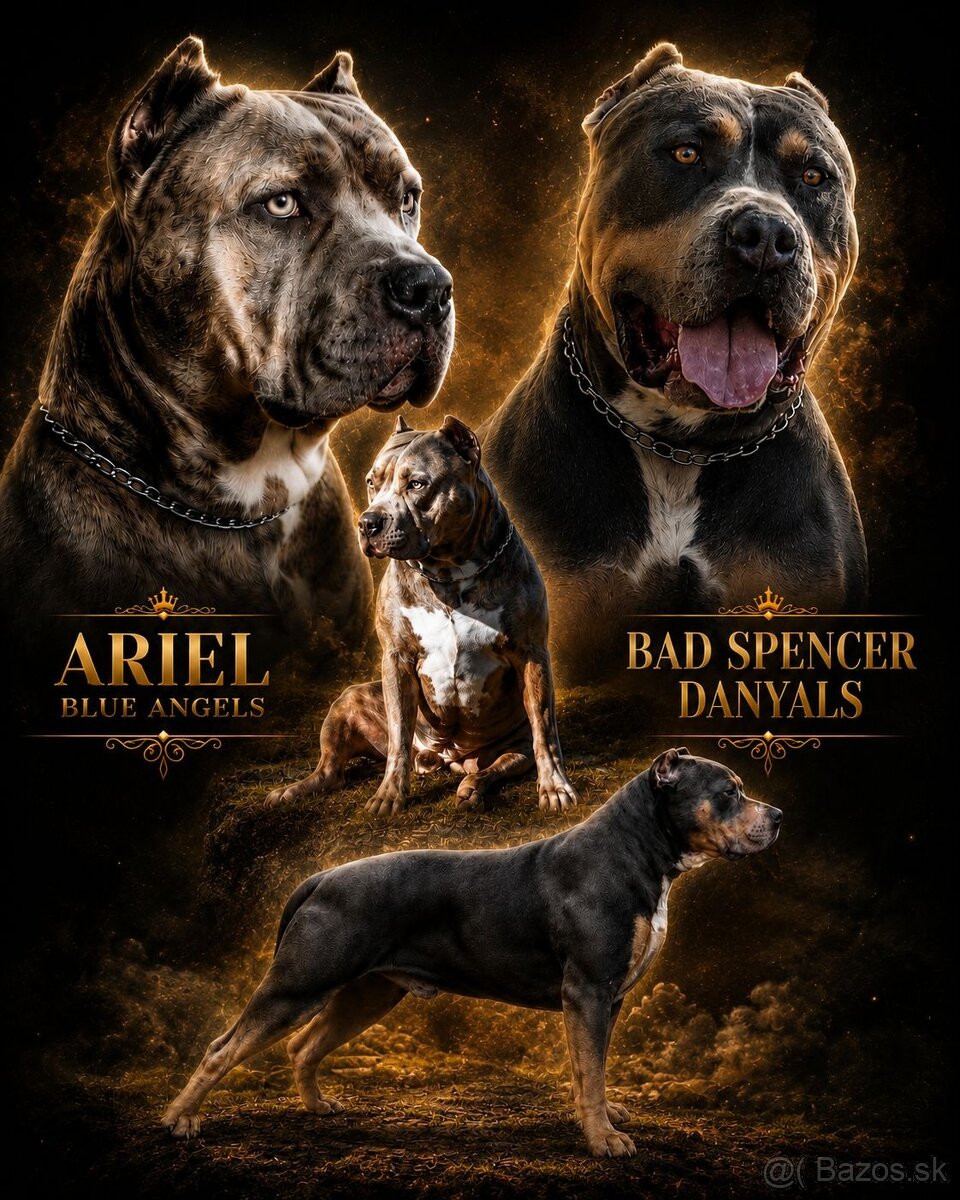 American bully XL - 13