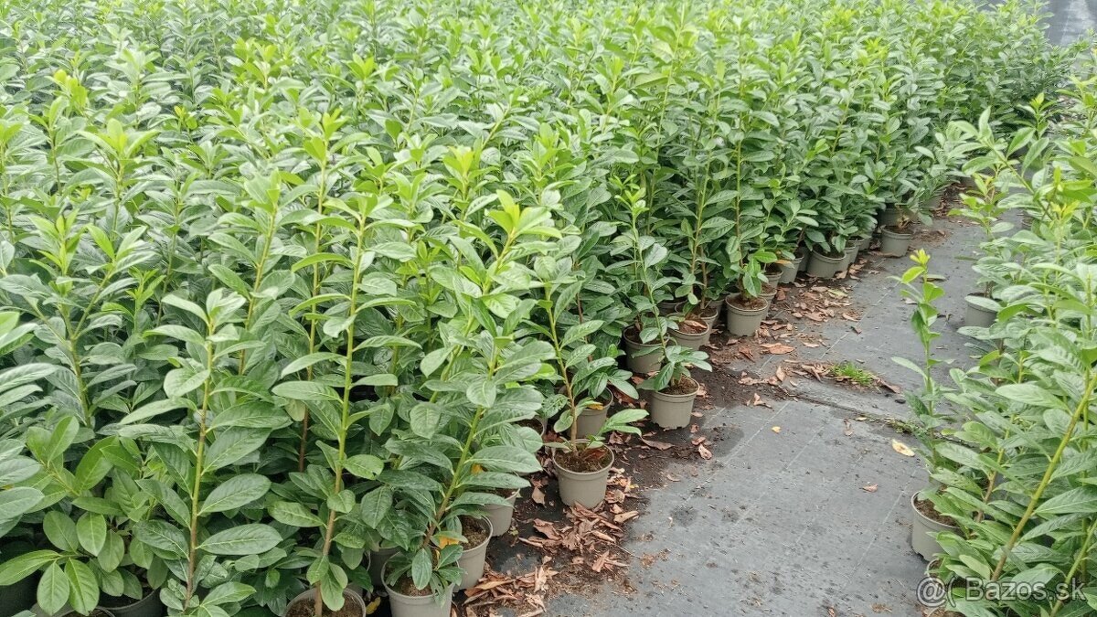 Vavrínovec, červienka, gaštan, tuja - Senica - 13