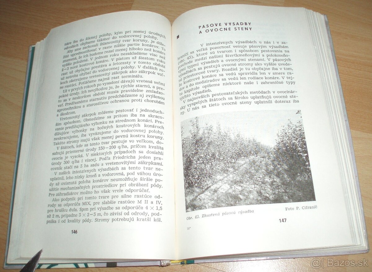 Rez a tvarovanie ovocných drevín - 13