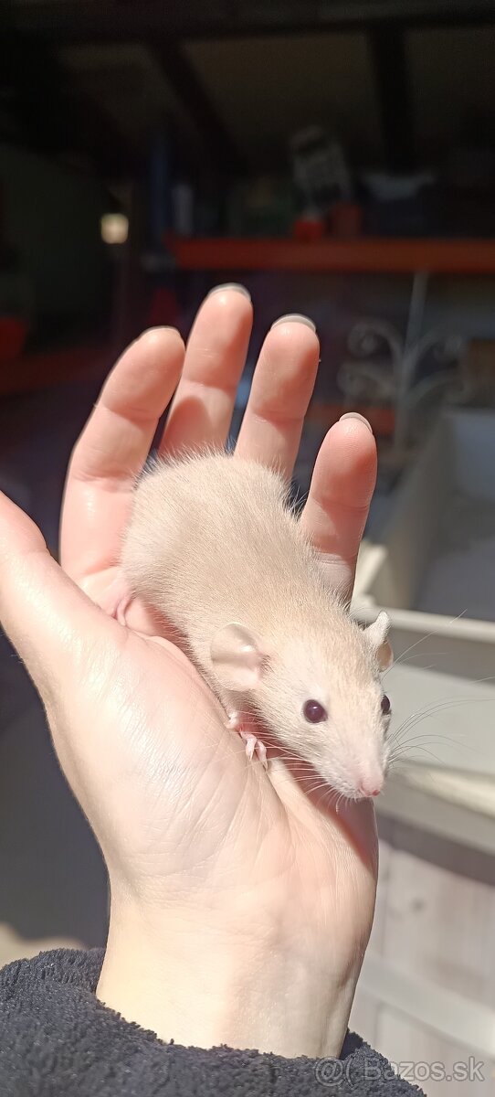 Potkaníky z ChS💗 - 13