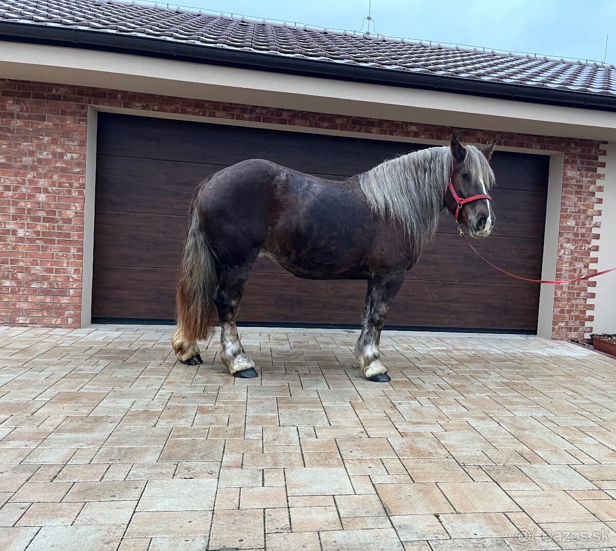 BRETÓNSKA KOBYLA - 13