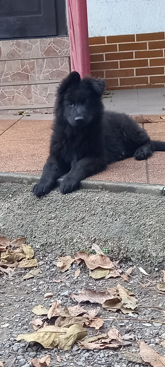 Nemecký ovčiak šteniatka - 13