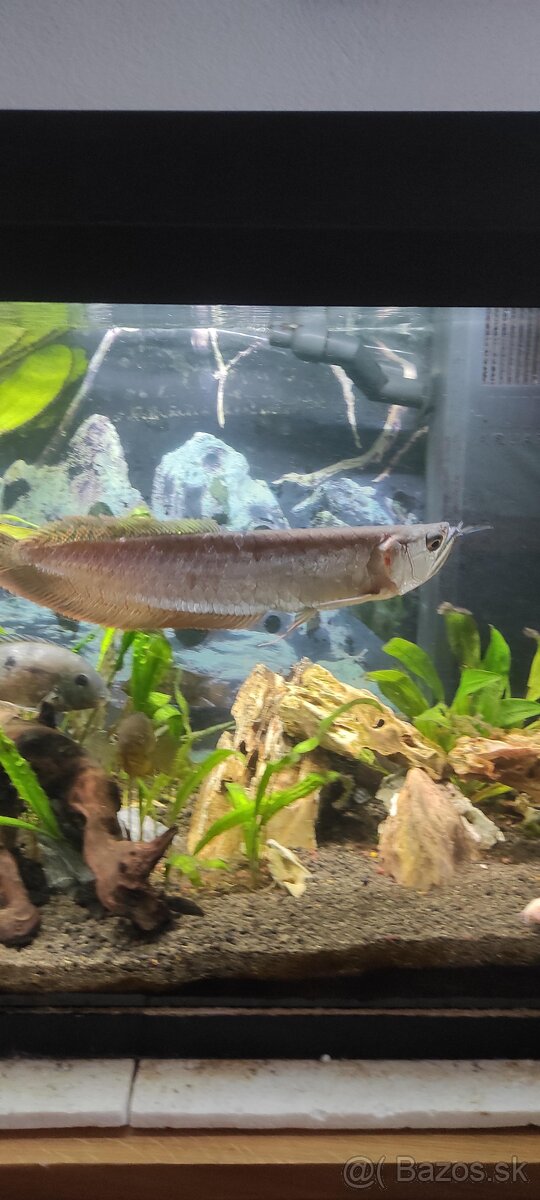 Americké cichlidy - 13