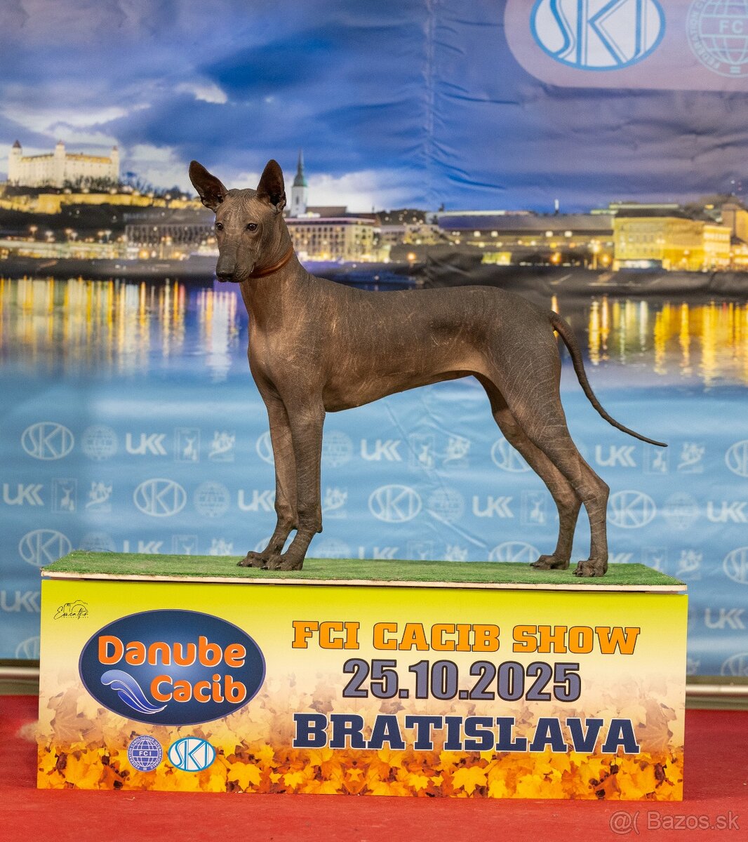 Peruánsky a Mexický naháč - 13