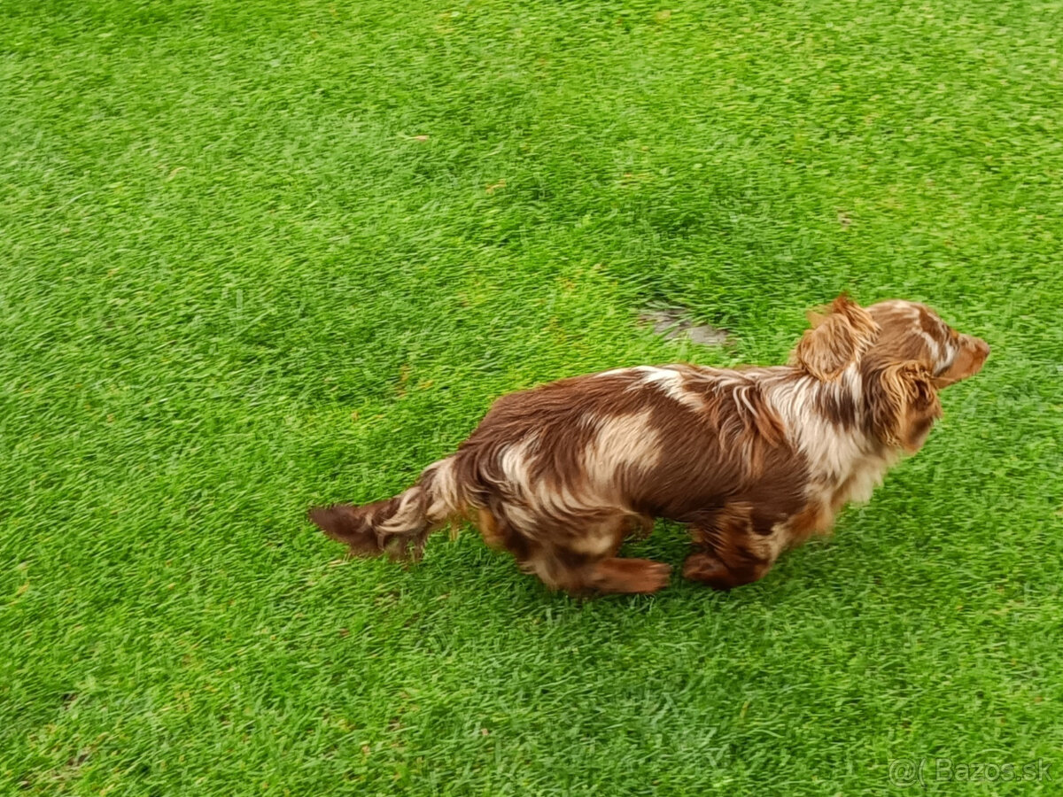 jazvečík trpasličí králičí - 13