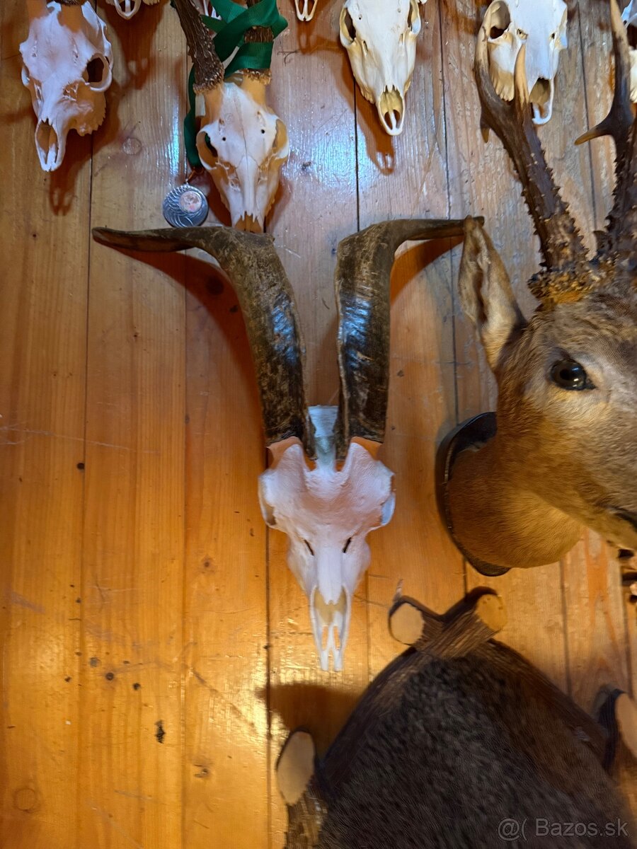Poľovnícke trofeje - 13