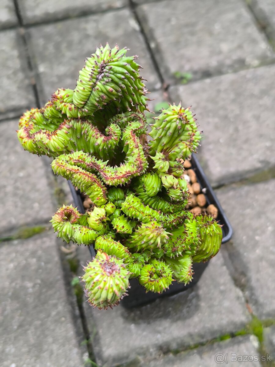 ,kaktusy sukulenty - 13