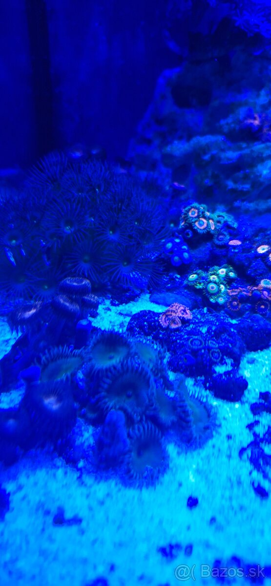 Morske akvarium - 13