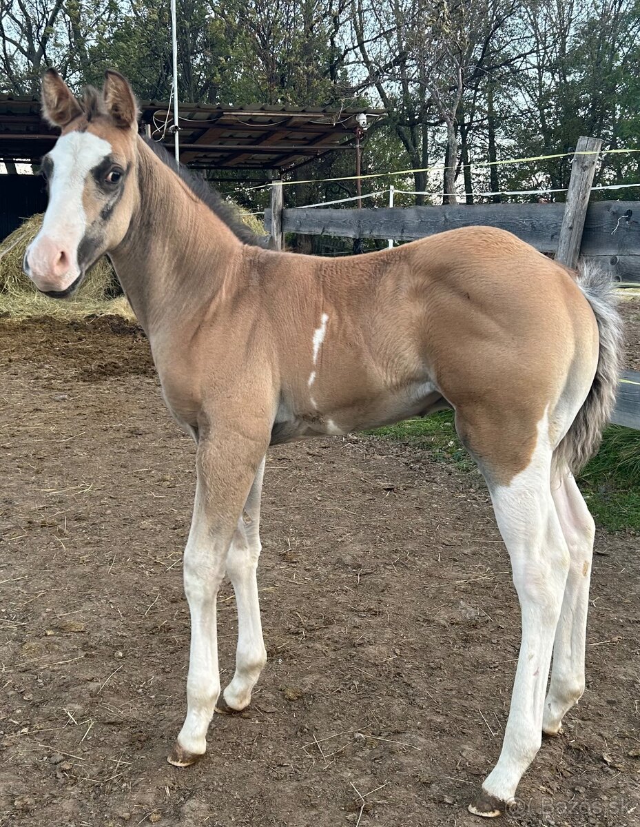 Zrebcek Aph Buckskin overo/sabino - 13
