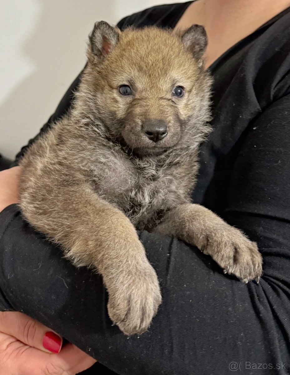 Československý vlčiak s PP - 13